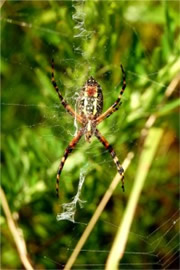 Argiope Spider