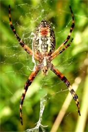 Argiope Spider