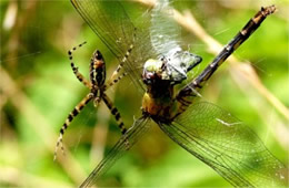 Argiope Spider with Prey