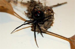 Latrodectus mactans  - Southern Black Widow Spider