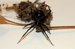 Latrodectus mactans  - Southern Black Widow Spider