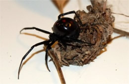 Latrodectus mactans  - Southern Black Widow Spider