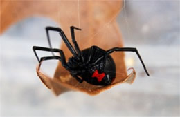 Latrodectus mactans  - Southern Black Widow Spider