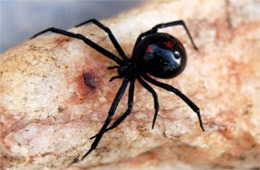 Latrodectus mactans  - Southern Black Widow Spider