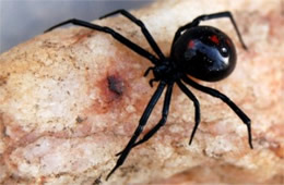 Latrodectus mactans  - Southern Black Widow Spider