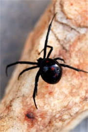 Latrodectus mactans  - Southern Black Widow Spider