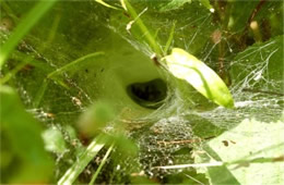 Funnel Web