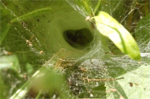 Funnel Web