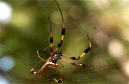 Nephila clavipes - Golden Silk Spider