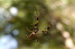 Nephila clavipes - Golden Silk Spider