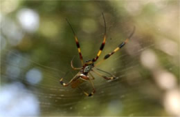 Nephila clavipes - Golden Silk Spider