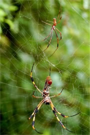 Nephila clavipes - Golden Silk Spider