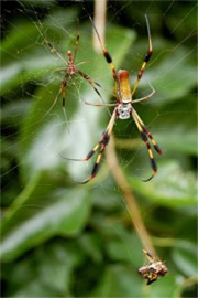 Nephila clavipes - Golden Silk Spider