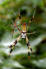 Nephila clavipes - Golden Silk Spider