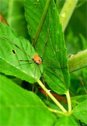 harvestmen