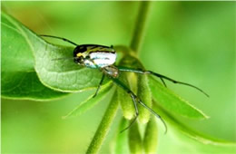 orchard orbweaver spider