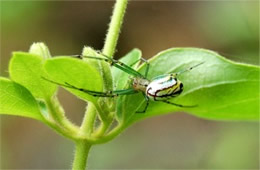 orchard orbweaver spider