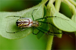 orchard orbweaver spider