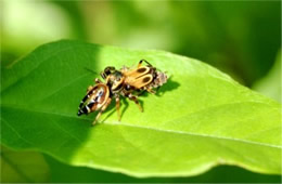 spider preying on beetle