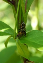 spider preying on beetle