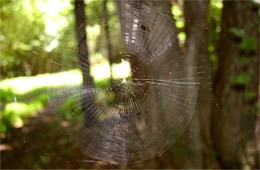 Spider Web