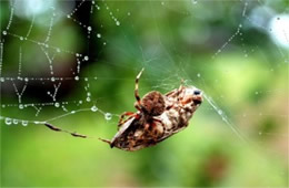 Araneus diadematus - Cross Orbweaver with Prey