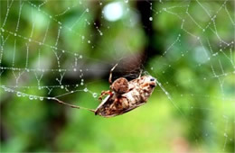 Araneus diadematus - Cross Orbweaver with Prey