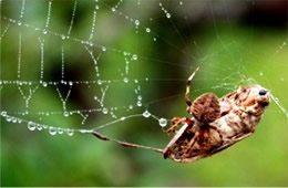 Araneus diadematus - Cross Orbweaver with Prey