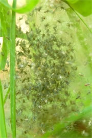 Spiderlings