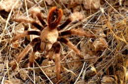 Aphonopelma chalcodesra - Arizona Blond Tarantula