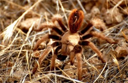 Aphonopelma chalcodesra - Arizona Blond Tarantula