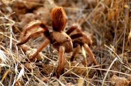 Aphonopelma chalcodesra - Arizona Blond Tarantula