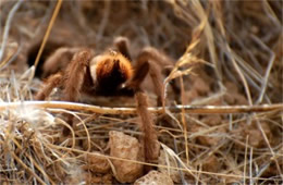 Aphonopelma chalcodesra - Arizona Blond Tarantula