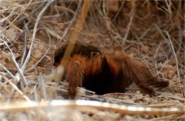 Aphonopelma chalcodesra - Arizona Blond Tarantula