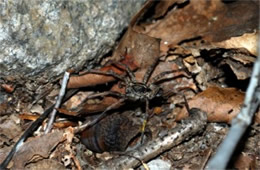 Lycosidae - Wolf Spider