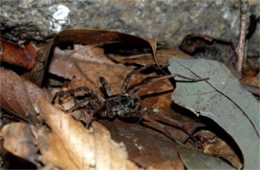 Lycosidae - Wolf Spider