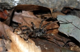 Lycosidae - Wolf Spider