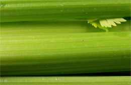 Celery