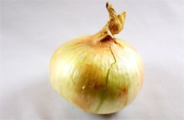 Onion - White Background