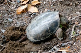 Chelydra serpentina - Common Snapper