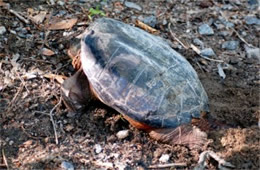 Chelydra serpentina - Common Snapper