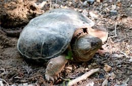 Chelydra serpentina - Common Snapper