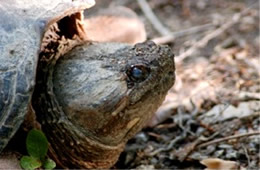 Chelydra serpentina - Common Snapper