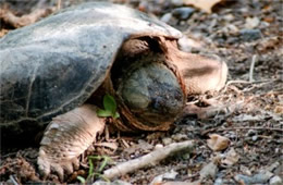 Chelydra serpentina - Common Snapper