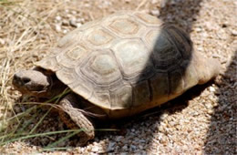 Gopherus agassizii - Desert Tortoise