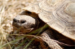 Gopherus agassizii - Desert Tortoise