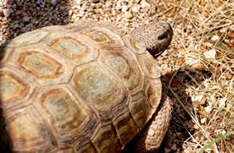 Gopherus agassizii - Desert Tortoise