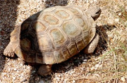Gopherus agassizii - Desert Tortoise