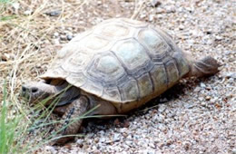 Gopherus agassizii - Desert Tortoise