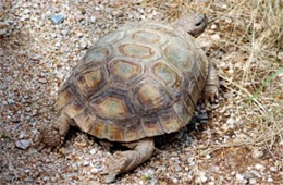 Gopherus agassizii - Desert Tortoise